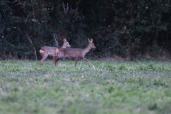 Chevreuils (France, dépt Vienne, octobre 26)