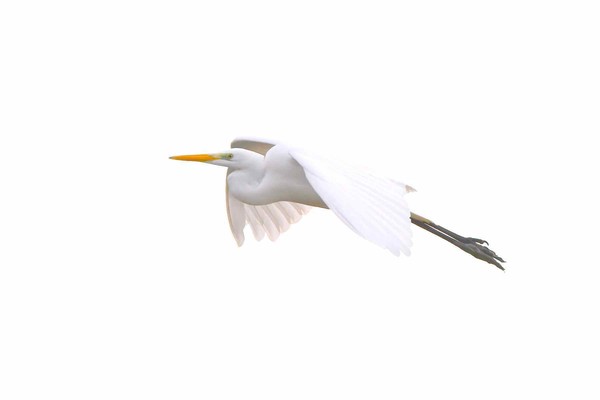 Grande aigrette  (France, dépt Vienne, 10/26)
