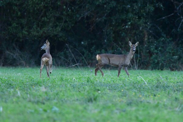 Chevreuils (France, dépt Vienne, octobre 26)