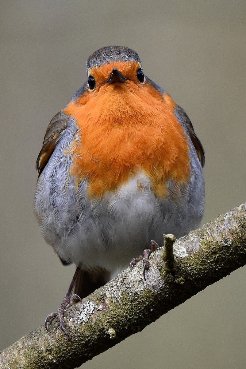 Rouge Gorge Familier