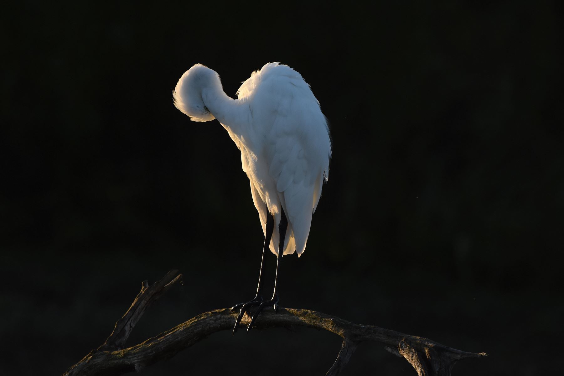 Grande Aigrette