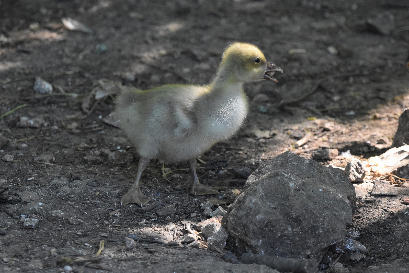 oison (petit de l'oie)