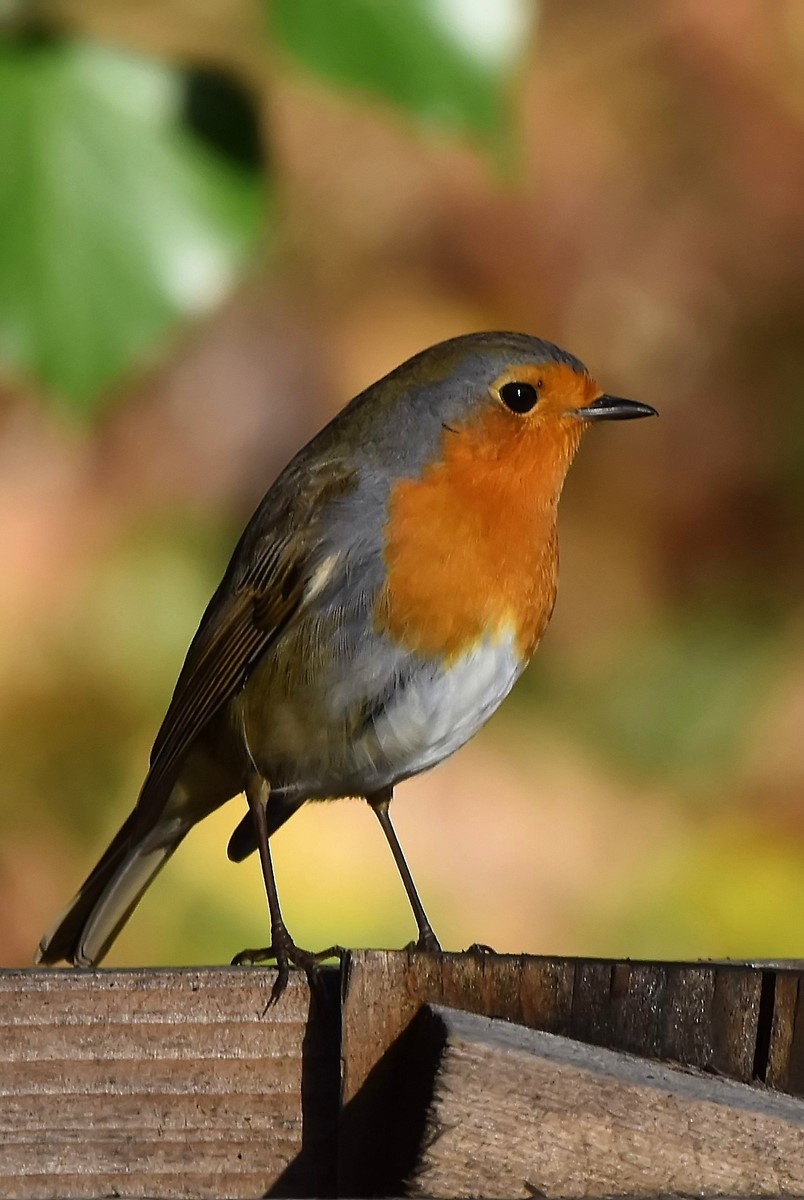 Rouge Gorge Familier